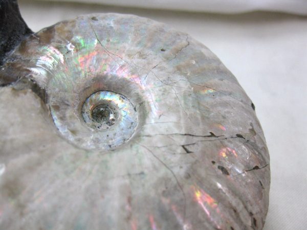 Genuine Cretaceous Age Cleoniceras Ammonite Fossil for Sale from Madagascar #12e