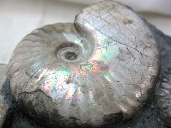 Genuine Cretaceous Age Cleoniceras Ammonite Fossil for Sale from Madagascar #12f