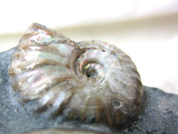 Genuine Cretaceous Age Cleoniceras Ammonite Fossil for Sale from Madagascar #12g