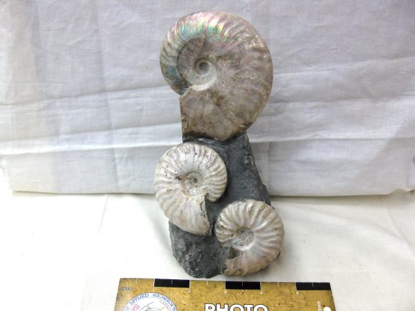 Genuine Cretaceous Age Cleoniceras Ammonite Fossil for Sale from Madagascar #15