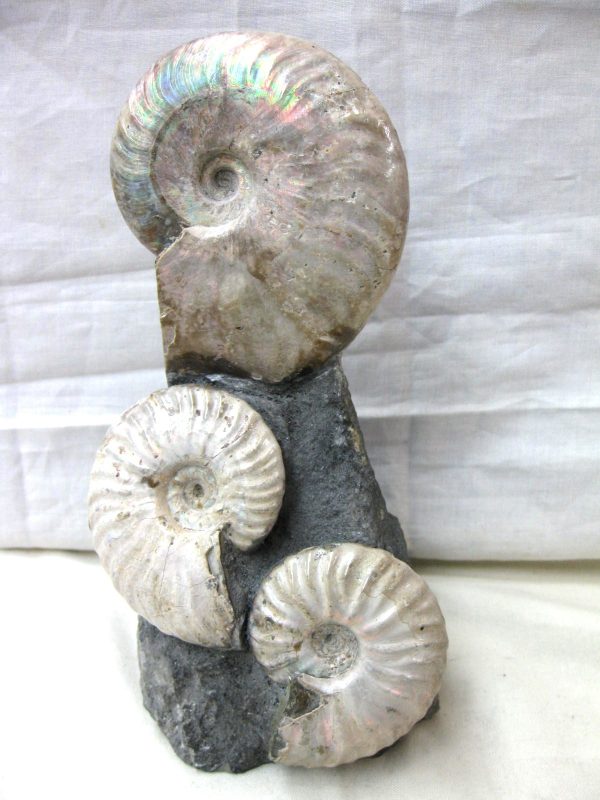 Genuine Cretaceous Age Cleoniceras Ammonite Fossil for Sale from Madagascar #15a