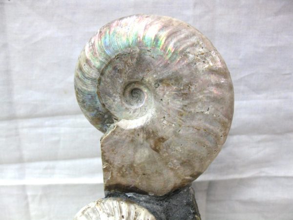 Genuine Cretaceous Age Cleoniceras Ammonite Fossil for Sale from Madagascar #15b