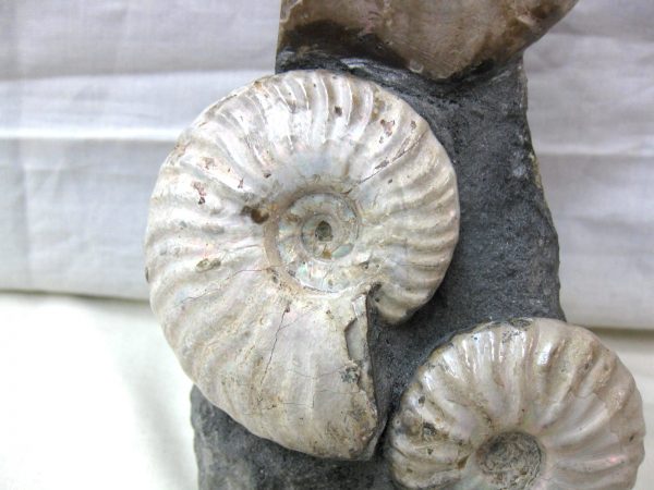 Genuine Cretaceous Age Cleoniceras Ammonite Fossil for Sale from Madagascar #15c