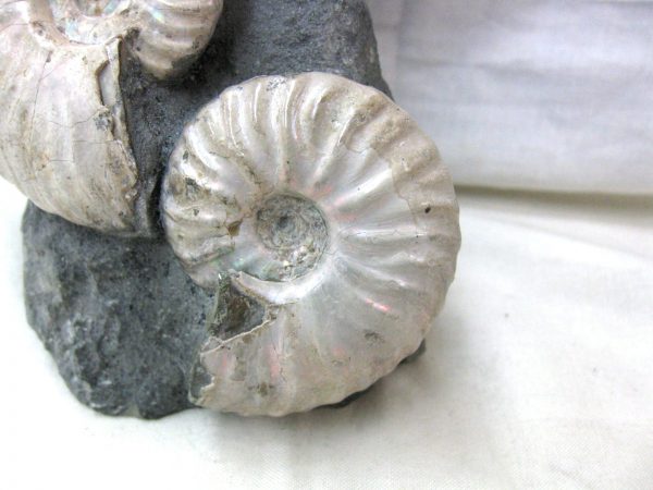 Genuine Cretaceous Age Cleoniceras Ammonite Fossil for Sale from Madagascar #15d