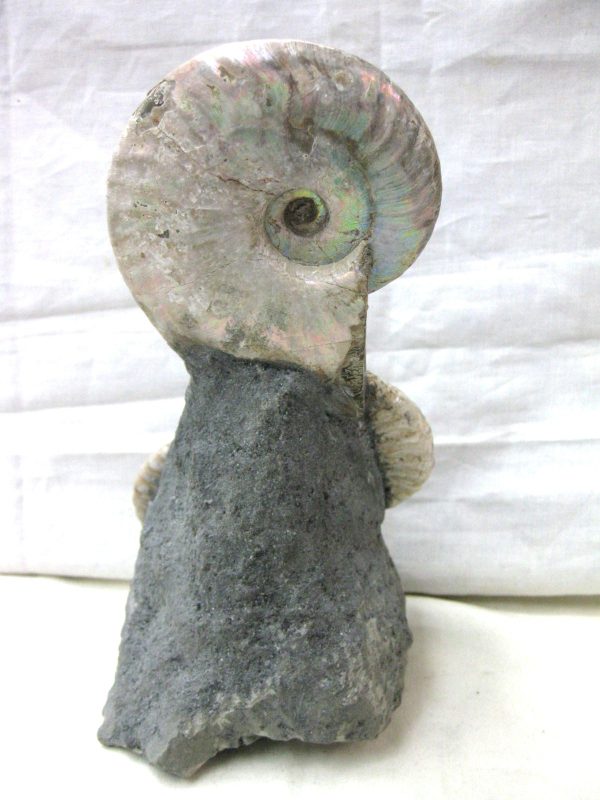 Genuine Cretaceous Age Cleoniceras Ammonite Fossil for Sale from Madagascar #15e