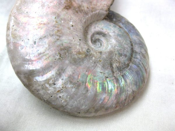 Genuine Cretaceous Age Cleoniceras Ammonite Fossil for Sale from Madagascar #15f