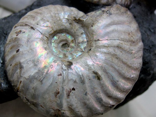 Genuine Cretaceous Age Cleoniceras Ammonite Fossil for Sale from Madagascar #15g