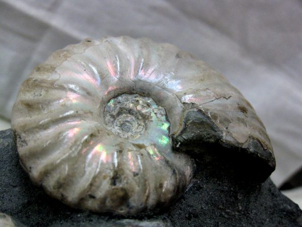 Genuine Cretaceous Age Cleoniceras Ammonite Fossil for Sale from Madagascar #15h