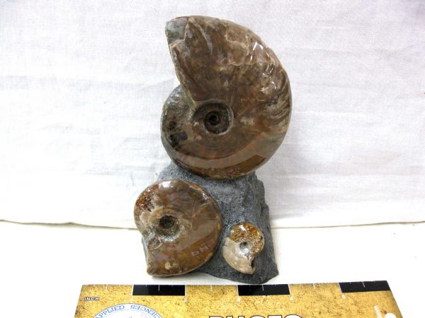 Genuine Cretaceous Age Cleoniceras Ammonite Fossil for Sale from Madagascar #5