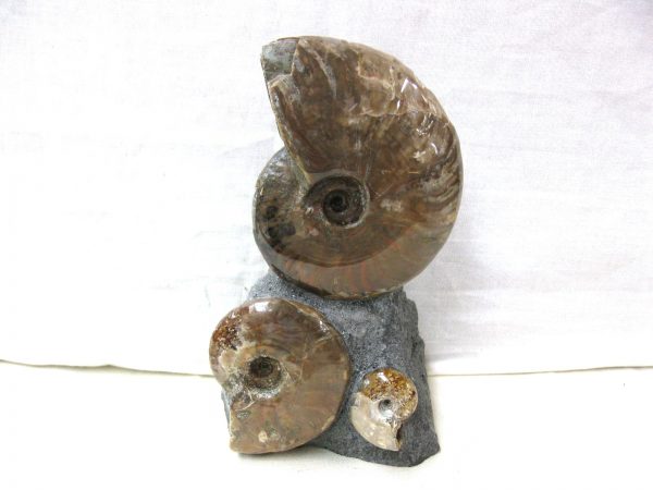 Genuine Cretaceous Age Cleoniceras Ammonite Fossil for Sale from Madagascar #5a