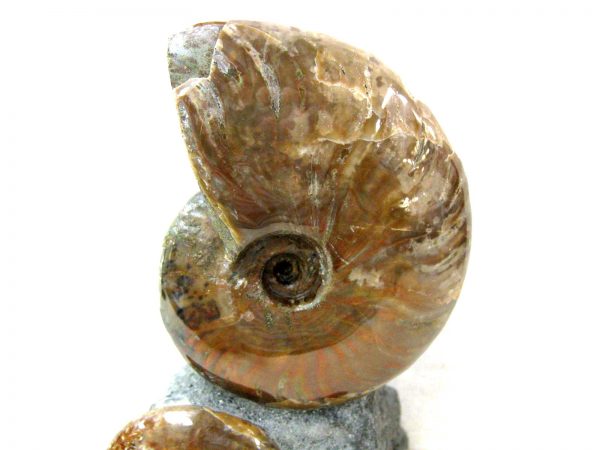 Genuine Cretaceous Age Cleoniceras Ammonite Fossil for Sale from Madagascar #5b