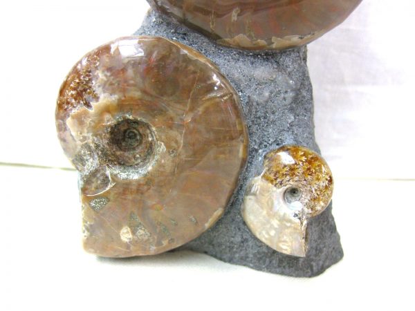 Genuine Cretaceous Age Cleoniceras Ammonite Fossil for Sale from Madagascar #5c