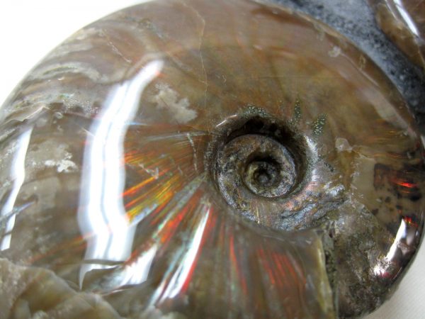 Genuine Cretaceous Age Cleoniceras Ammonite Fossil for Sale from Madagascar #5d