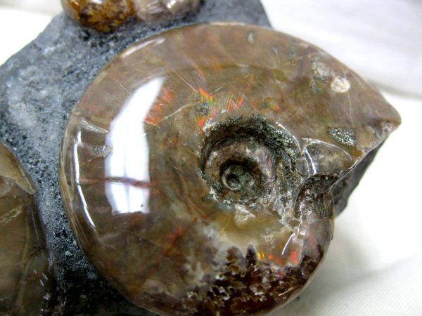 Genuine Cretaceous Age Cleoniceras Ammonite Fossil for Sale from Madagascar #5e