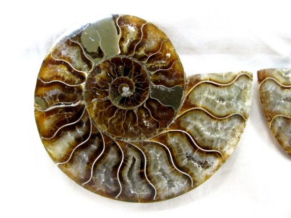 Madagascar Small Sliced Ammonite #13 - Image 2