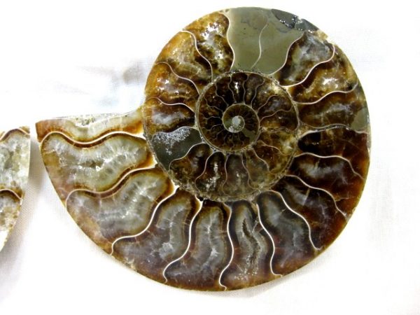 Madagascar Small Sliced Ammonite #13 - Image 3