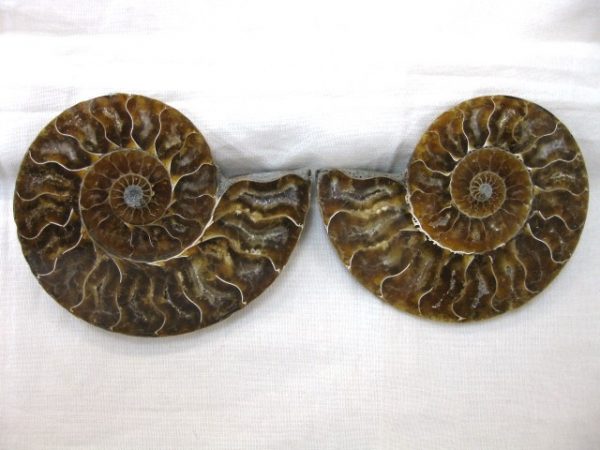 Madagascar Small Sliced Ammonite #15