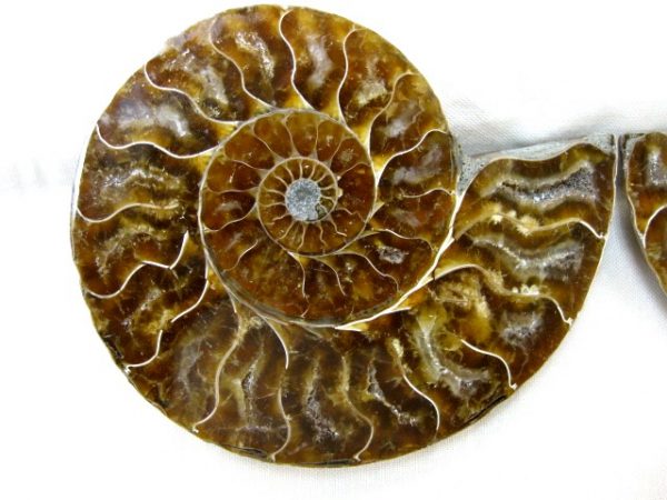 Madagascar Small Sliced Ammonite #15 - Image 2