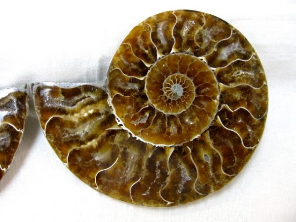 Madagascar Small Sliced Ammonite #15 - Image 3