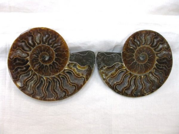 Madagascar Small Sliced Ammonite #16