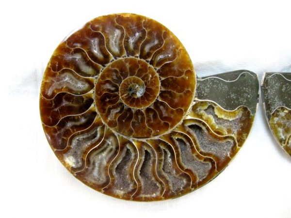 Madagascar Small Sliced Ammonite #16 - Image 2