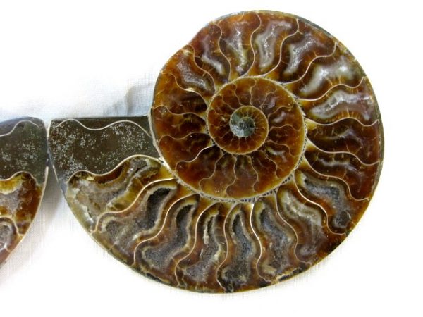 Madagascar Small Sliced Ammonite #16 - Image 3