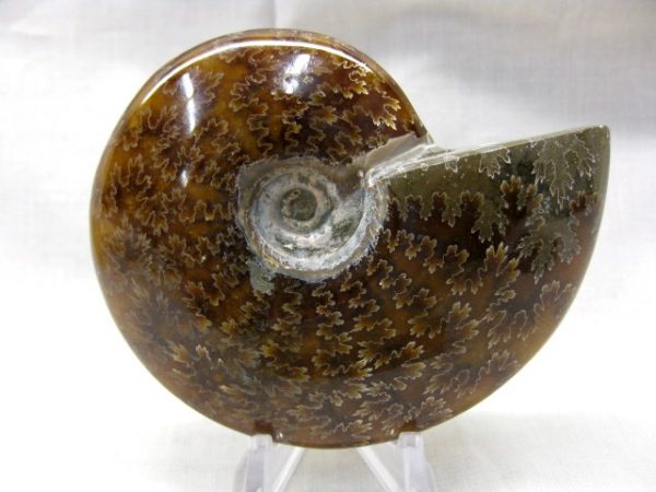 Madagascar Whole Ammonite #17