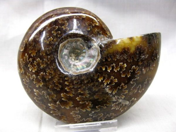 Madagascar Whole Ammonite #19