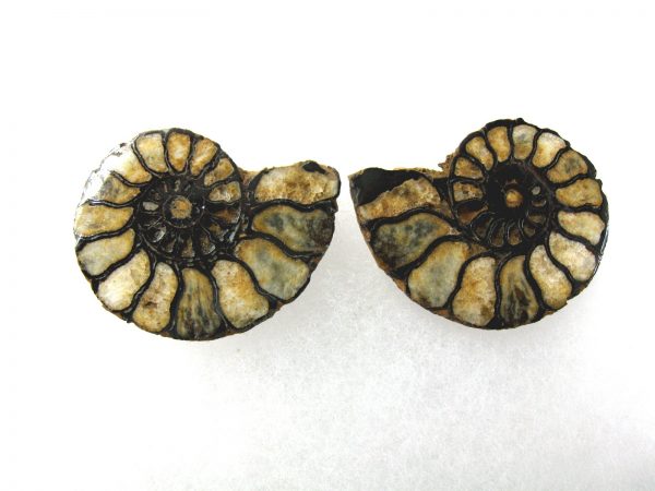 Hematite Replaced Ammonite #41 - Morocco - Image 2