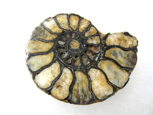 Hematite Replaced Ammonite #41 - Morocco - Image 4