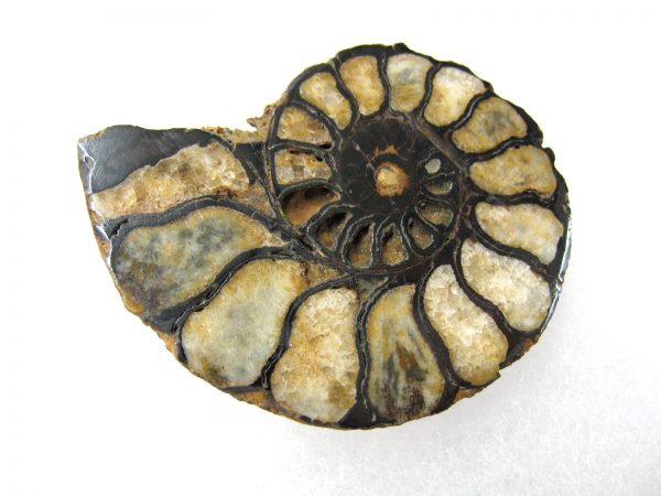 Hematite Replaced Ammonite #41 - Morocco - Image 3