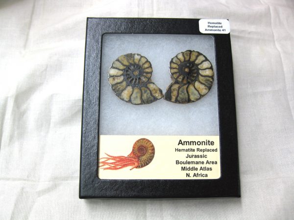 Hematite Replaced Ammonite #41 - Morocco