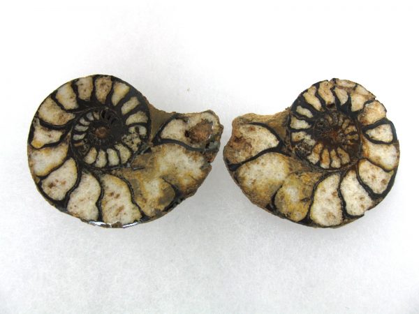 Hematite Replaced Ammonite #42 - Morocco - Image 2