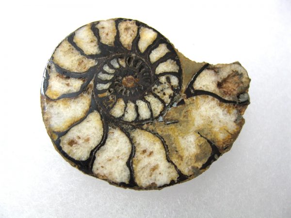 Hematite Replaced Ammonite #42 - Morocco - Image 4