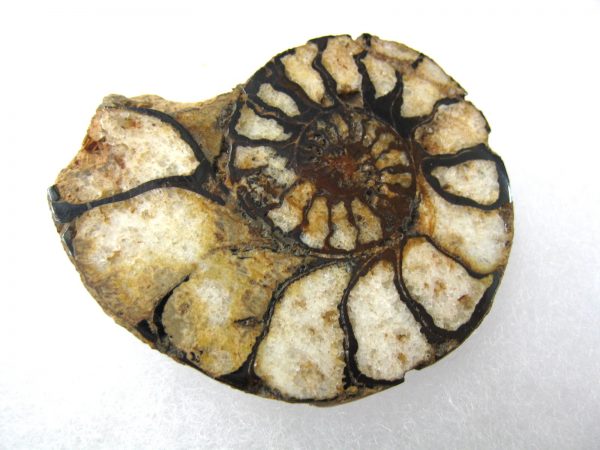 Hematite Replaced Ammonite #42 - Morocco - Image 3