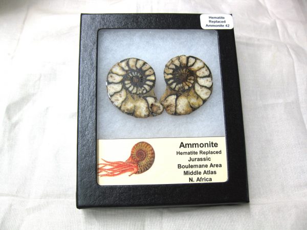 Hematite Replaced Ammonite #42 - Morocco