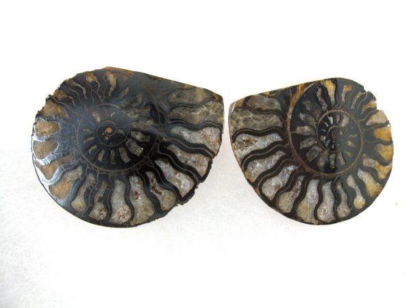 Hematite Replaced Ammonite #44 - Morocco - Image 2