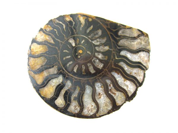 Hematite Replaced Ammonite #44 - Morocco - Image 4