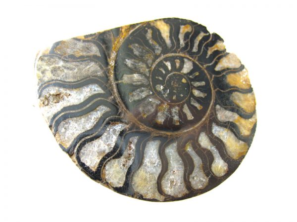 Hematite Replaced Ammonite #44 - Morocco - Image 3