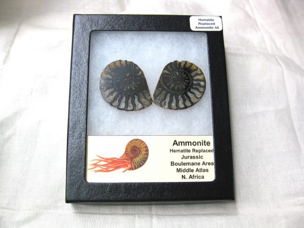 Hematite Replaced Ammonite #44 - Morocco