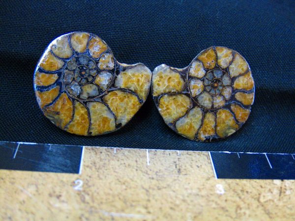 Hematite Replaced Ammonite #12 - Morocco