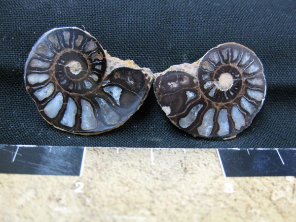 Hematite Replaced Ammonite #15 - Morocco