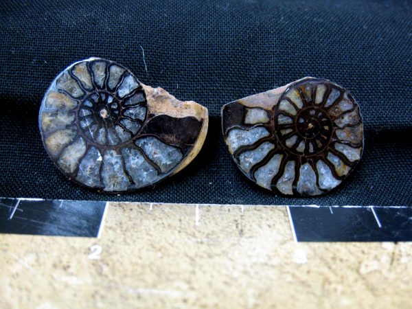 Hematite Replaced Ammonite #16 - Morocco