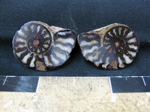 Hematite Replaced Ammonite #19 - Morocco