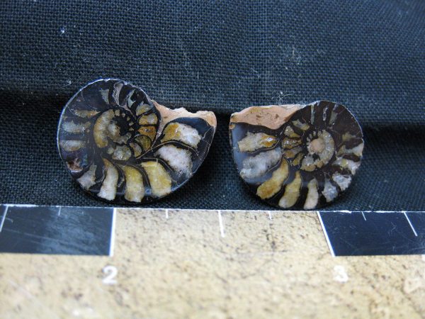 Hematite Replaced Ammonite #24 - Morocco