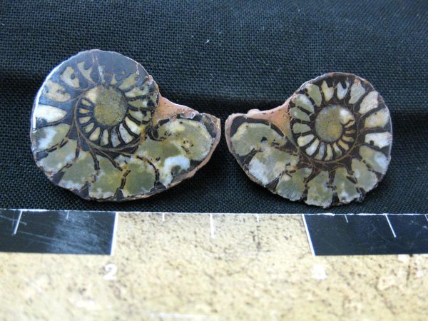 Hematite Replaced Ammonite #25 - Morocco