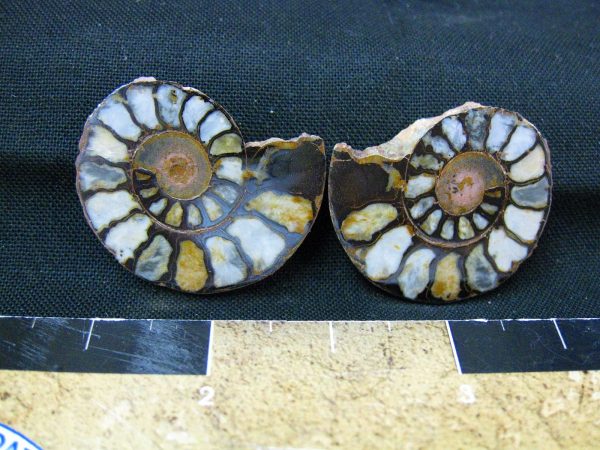 Hematite Replaced Ammonite #26 - Morocco