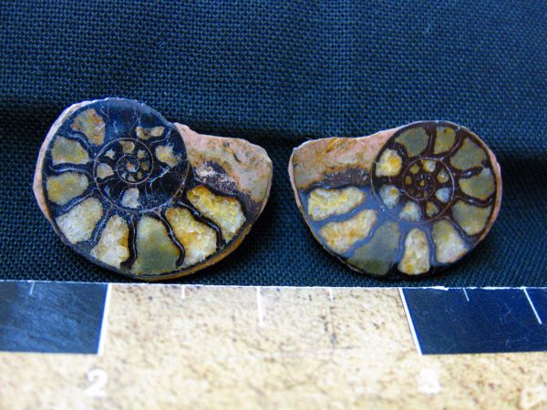 Hematite Replaced Ammonite #3 - Morocco