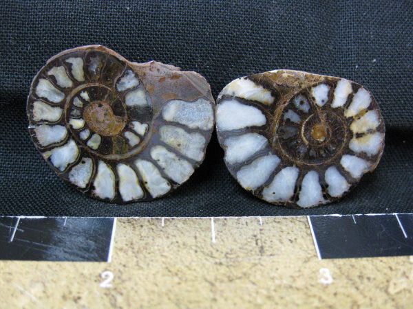 Hematite Replaced Ammonite #31 - Morocco