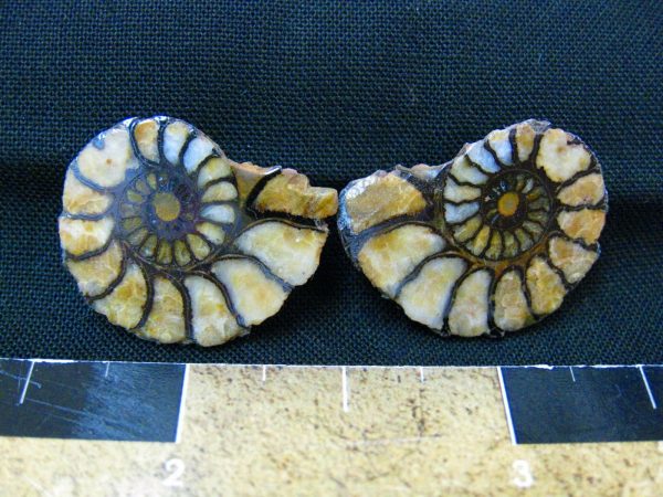 Hematite Replaced Ammonite #4 - Morocco